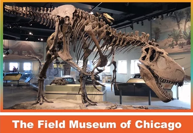 field museum 